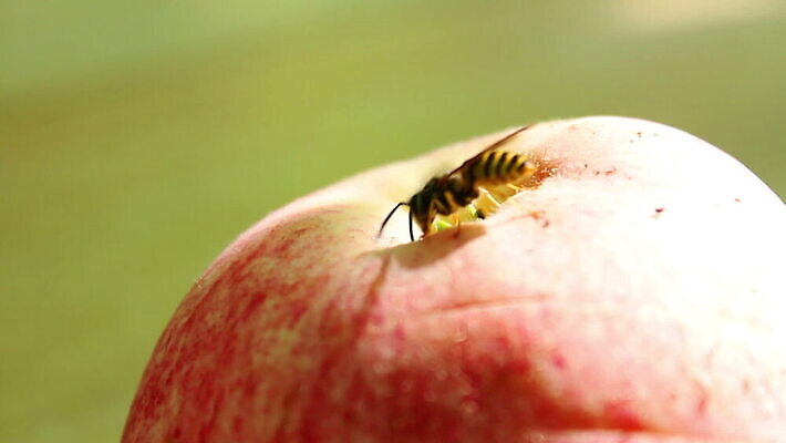 동물 계절 음식 곤충 날개 과일 자연 사람없음 빨간색 컬러풀 소풍 노란색 검은색 줄무늬 재킷 껍질 가을 황금 닫기 해충 벌레 말벌 사과 먹이 무서움 벌 먹기 기아 배고픔 묘사 유기농 바쁨 향기 턱 찌르기 내추럴 기어가기 MOV 해외동영상 클립영상 웰빙 감정 컬러 무늬 모션 야외활동 외투 벌_곤충 사회이슈 생태계 냄새 동영상 파일형식
