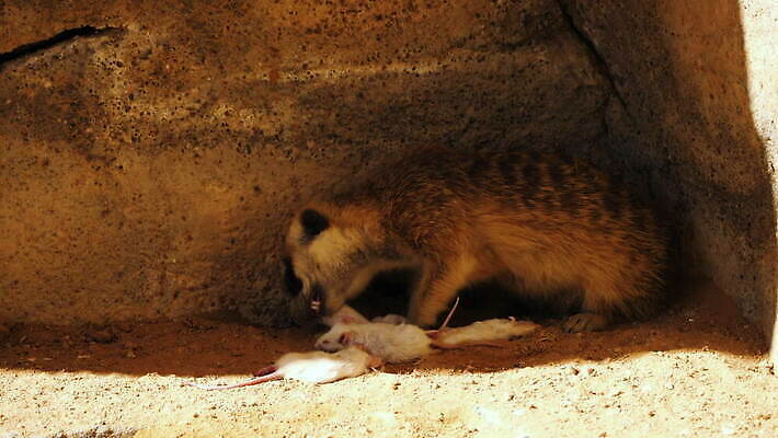 동물 공원 야생동물 모래 백그라운드 포유류 아프리카 자연 털 동물원 종류 육류 경비 사람없음 갈색 저녁식사 사막 흰색 죽음 황무지 쥐 작음 그늘 먹기 육식동물 남쪽 살인 송곳니 동물상 미어캣 4K MOV 해외동영상 클립영상 공공시설 나라 컬러 식재료 모션 안전 조형물 식사 범죄 치아 보호 설치류 크기 방향 생태계 동영상 파일형식