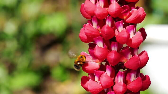 식물 동물 꽃 곤충 백그라운드 꽃무늬 자연 사람없음 초록색 뷰티 보라색 봄 벚꽃 개화 수분 제비꽃 꽃가루 꿀 내추럴 호박벌 MOV 해외동영상 클립영상 계절 컬러 무늬 벌_곤충 가루 생태계 동영상 파일형식