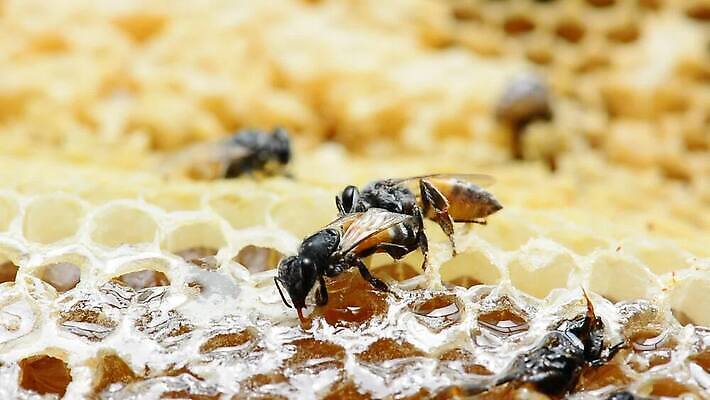나무 동물 라이프스타일 꽃 야생동물 곤충 백그라운드 자연 생물 경고 사람없음 노란색 줄무늬 고통 달콤 둥지 말벌 위험 작음 벌 묘사 꿀 리빙 거인 토막 벌집 내추럴 난쟁이 알레르기 몬스터 MOV 해외동영상 클립영상 식물 감정 컬러 컨셉 무늬 생활 맛 벌_곤충 질병 크기 생태계 동영상 파일형식