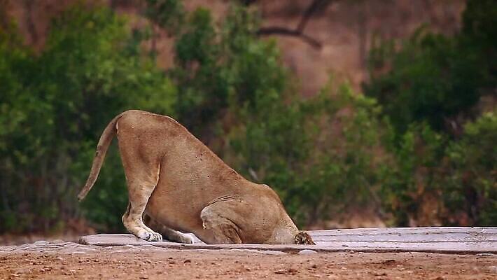 동물 여자 야생동물 포유류 아프리카 자연 국립공원 사람없음 고양이 마시기 연못 황무지 보호 사자 사파리 육식동물 남아프리카 보츠와나 보호구역 암사자 크루거 MOV 해외동영상 클립영상 멸종위기종 공원 나라 컨셉 모션 사람 반려동물 암컷 생태계 동영상 남아프리카공화국 구역 파일형식