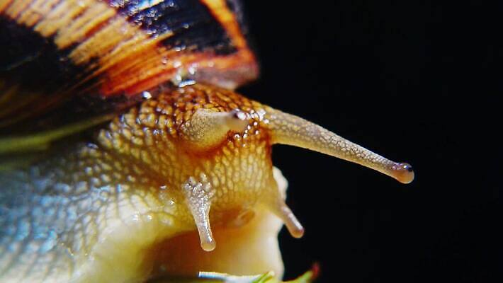 동물 야생동물 백그라운드 자연 연체동물 나선형 사람없음 야외 초록색 갈색 정원 젖음 껍질 덮기 느림 내추럴 기어가기 식용 끈적임 4K MP4 해외동영상 클립영상 컬러 무늬 모션 무척추동물 생태계 동영상 파일형식