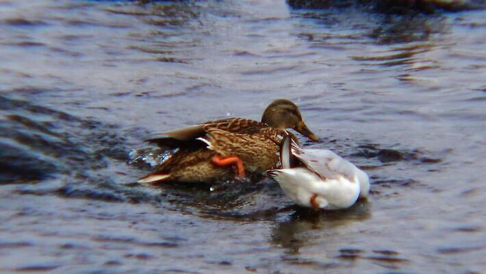 동물 호수 야생동물 바다 백그라운드 겨울 날개 자연 갈매기 조류 오리 사람없음 초록색 물 농장 머리 흰색 연못 깃털 부리 물새 청둥오리 고립 달리기선수 청어 4K MP4 해외동영상 클립영상 자연요소 계절 컬러 농업 어류 신체부위 생태계 육상선수 동영상 파일형식