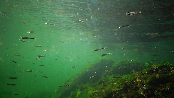 식물 동물 야생동물 바다 포유류 자연 낚시 무척추동물 어류 풍경 사람없음 환경 바닷속 수중 수중동물 생태계 생물학 동물상 생태학 소금물 4K 수중영상 MP4 해외동영상 클립영상 교육 레저 조형물 동영상 파일형식