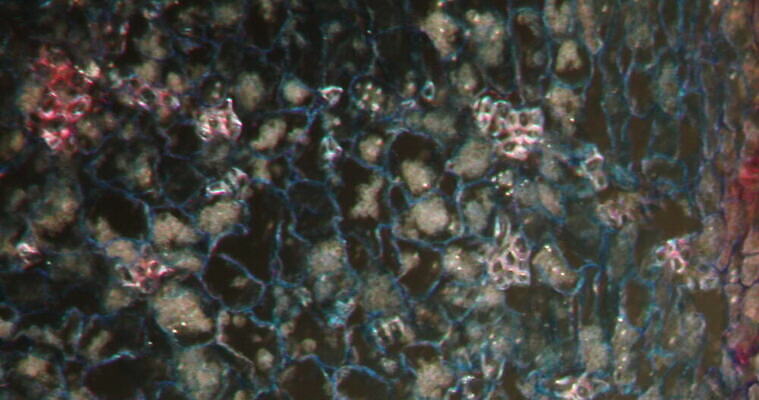 식물 꽃 과학 이동 패턴 과일 세포 사람없음 빨간색 초록색 시험 성장 조직 횡단보도 확대 먹기 뿌리 밀가루 지원 4K 현미경관찰 MOV 해외동영상 클립영상 교육 컬러 컨셉 무늬 모션 관찰 보행로 가루 동영상 파일형식