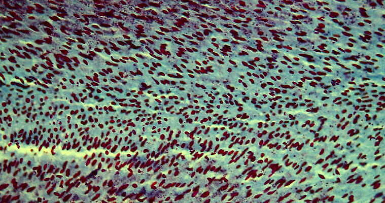 식물 꽃 과학 이동 패턴 세포 사람없음 빨간색 초록색 파란색 시험 성장 소나무 조직 확대 라임 떠남 지원 4K 현미경관찰 MOV 해외동영상 클립영상 나무 교육 컬러 컨셉 무늬 과일 모션 관찰 동영상 파일형식