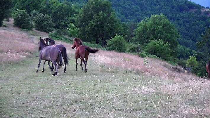 동물 꽃 밭 신체 포유류 자연 풍경 초원 사람없음 야외 초록색 여름 달리기 농장 갈색 걷기 가축 시골 아기 승마 떨어짐 방목 무서움 모피 갈기 망아지 스코틀랜드 4K MP4 해외동영상 클립영상 식물 계절 감정 새끼 스포츠 컬러 컨셉 농업 모션 영국 사람 말_동물 축산업 생태계 동영상 파일형식