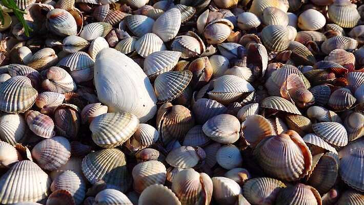 동물 야생동물 조개 사람없음 물 세계 환경 껍질 소라 생태계 생물학 생태학 소금물 4K MP4 해외동영상 클립영상 자연요소 교육 어패류 동영상 파일형식