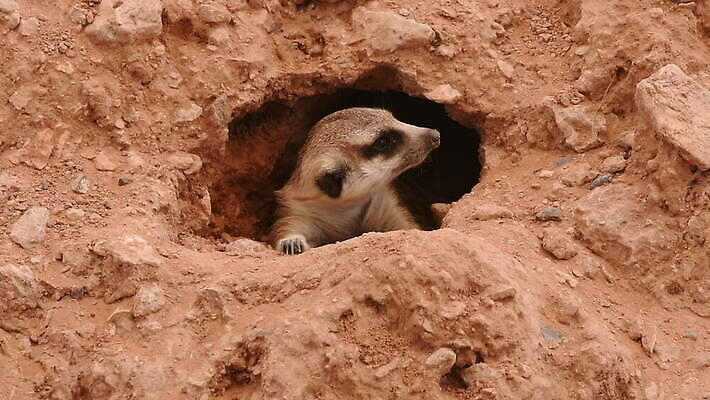 동물 응시 공원 얼굴 야생동물 모래 포유류 가족 아프리카 자연 생물 털 동물원 서기 경비 사람없음 갈색 사막 흰색 4 황무지 위험 사자 작음 사파리 손목시계 남쪽 경보 미어캣 앙골라 MOV 해외동영상 클립영상 시선 공공시설 나라 시계 컬러 컨셉 장신구 관계 모션 안전 신체부위 숫자 보호 크기 방향 생태계 동영상 파일형식