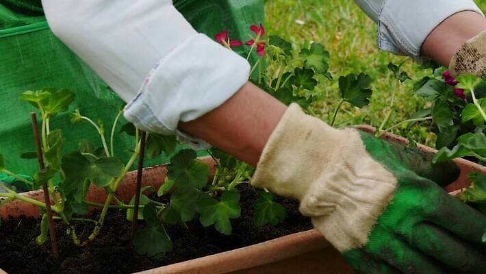식물 백인 손 여자 꽃 분홍색 장갑 자연 사람 성인 취미 야외 초록색 정원 봄 냄비 꽃집 원예 심기 원예사 제라늄 4K MP4 해외동영상 클립영상 서양인 직업 잡화 계절 컬러 모션 신체부위 상점 솥 생태계 동영상 파일형식