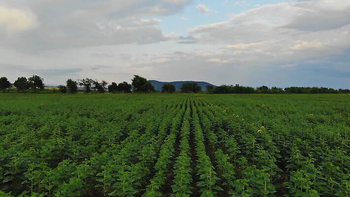 식물 계절 꽃 지구 잎 꽃무늬 밭 농업 자연 하늘 해바라기 풍경 초원 사람없음 초록색 여름 파란색 농작물 컬러풀 햇빛 태양 농장 노란색 환경 맑음 일몰 봄 성장 벚꽃 시골 개화 황금 땅 유기농 내추럴 밭일 조감도 수평선 세련 4K MOV 해외동영상 클립영상 자연요소 웰빙 산업 컬러 무늬 날씨 노을 생태계 동영상 파일형식