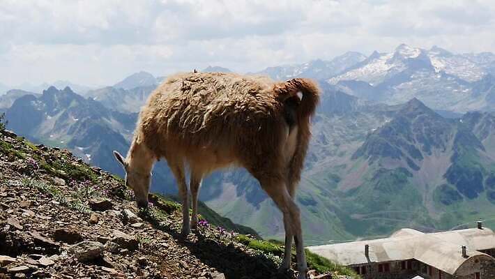 동물 밭 포유류 자연 초식동물 생물 산 털 사람없음 농장 가축 프랑스 양 소 땅 프랑스어 양모 돌봄 알파카 찰과상 페루 4K MP4 해외동영상 클립영상 문자 유럽 농업 모션 직물 남아메리카 상처 생태계 동영상 파일형식