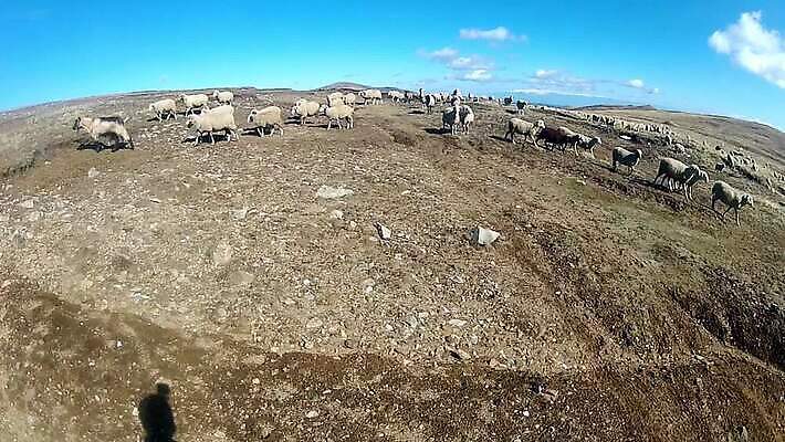나무 동물 농업 자연 하늘 잔디 사람없음 초록색 농장 가축 농촌 양 방목 먹기 양모 방목장 수유 MOV 해외동영상 클립영상 식물 산업 컬러 포유류 모션 시골 직물 축산업 생태계 동영상 파일형식