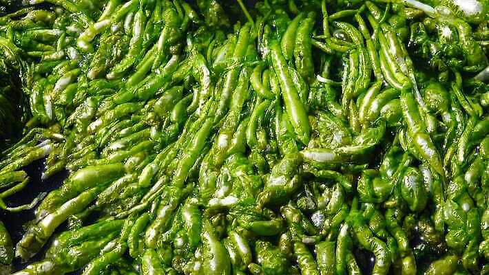 식물 야생동물 자연 사람없음 초록색 해조류 생태계 광합성 산화 생태학 4K 수중영상 MP4 해외동영상 클립영상 동물 교육 컬러 해양식물 동영상 파일형식