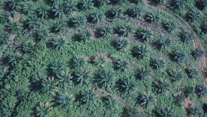 나무 식물 산업 아시아 백그라운드 잎 농업 과일 자연 안테나 풍경 사람없음 야외 초록색 농작물 농장 환경 성장 시골 재산 숲 땅 말레이시아 내추럴 드론 원자재 4K MOV 해외동영상 클립영상 나라 컬러 통신 금융 생태계 동영상 파일형식