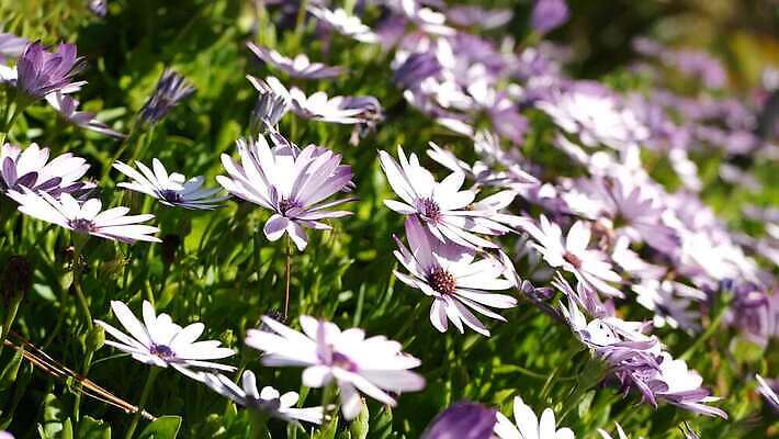 식물 꽃 화초 백그라운드 꽃무늬 해바라기 사람없음 장식 컬러풀 정원 보라색 미국 봄 활발 벚꽃 흰색 신선 개화 분위기 자주색 망토 제비꽃 데이지 합성 캘리포니아 화단 라일락 내추럴 금잔화 강렬 카피스페이스 세련 4K MP4 해외동영상 클립영상 계절 컬러 컨셉 북아메리카 무늬 공백 동영상 파일형식