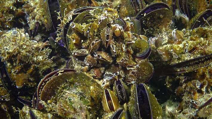 동물 바다 자연 조개 바닥 연체동물 무척추동물 사람없음 환경 수중 껍질 그룹 소라 해산물 홍합 수경재배 식민지 식용 4K 저서생물 MP4 해외동영상 클립영상 어패류 생물 생태계 동영상 파일형식