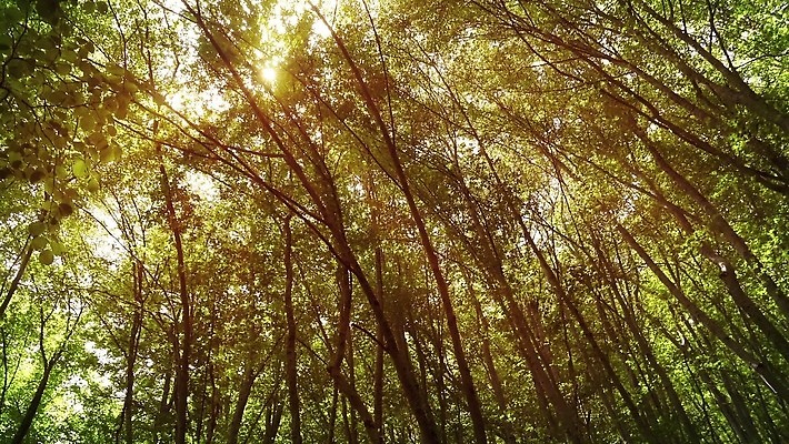 나무 식물 응시 공원 컬러 백그라운드 잎 자연 하늘 풍경 사람없음 야외 목재 초록색 여름 빛 태양 환경 맑음 성장 덮개 광선 나뭇가지 최고 숲 큼 동영상 후광 내추럴 삼림지대 생태학 4K MP4 해외동영상 클립영상 자연요소 시선 계절 공공시설 교육 재료 날씨 뚜껑 크기 생태계 파일형식