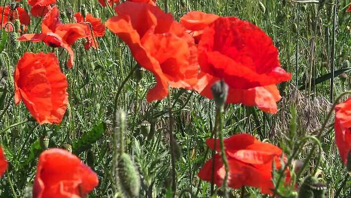 식물 계절 꽃 백그라운드 밭 농업 자연 하늘 사람없음 야외 빨간색 초록색 파란색 봄 시골 양귀비 남쪽 서식스 4K MP4 해외동영상 클립영상 산업 컬러 방향 생태계 동영상 파일형식