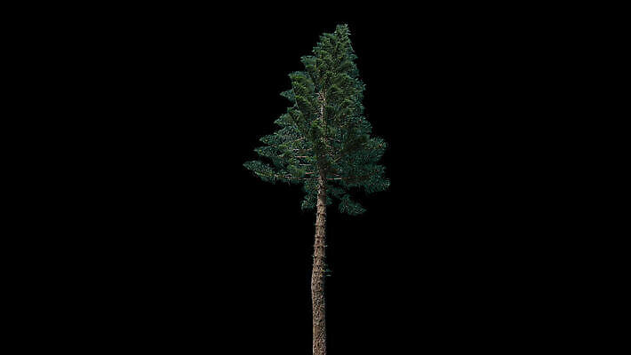 모양 나무 식물 디자인 계절 잎 패턴 건축양식 모션 자연 바람 왕관 가면 미술 사람없음 야외 목재 환경 정원 성장 나뭇가지 투명 숲 큼 자르기 묘사 오브젝트 흰배경 질감 나무껍질 침엽수 애니메이션 전나무 고립 생태학 슬라이드 엘리먼트 타격 크로마키 4K MOV 해외동영상 클립영상 자연요소 교육 건축 백그라운드 무늬 재료 날씨 문화예술 껍질 흰색 크기 생태계 동영상 파일형식