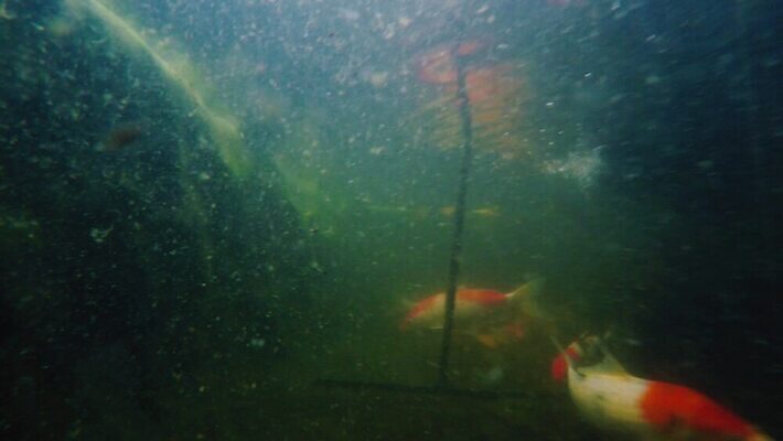 아시아 호수 오렌지 모션 자연 어류 동양인 사람없음 빨간색 물 강 컬러풀 노란색 마주보기 평화 수중 수영 침묵 활발 흰색 연못 신선 개울 황금 닫기 당구 금붕어 수족관 잉어 동물상 민물 이국적 많음 4K 수중영상 MP4 해외동영상 클립영상 자연요소 나라 컬러 컨셉 과일 인종 조형물 구기 수중동물 소리 수상스포츠 생태계 동영상 파일형식