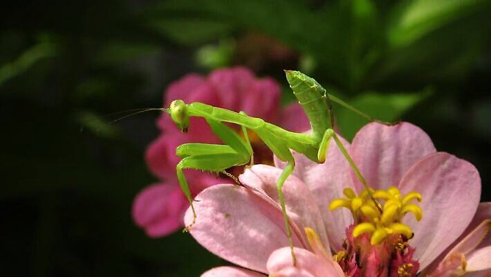 동물 여자 야생동물 곤충 잎 절지류 자연 무척추동물 안테나 사람없음 초록색 흰색 기도 육식동물 포식 4K MP4 해외동영상 클립영상 식물 컬러 통신 사람 생태계 동영상 파일형식