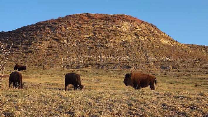 동물 공원 남자 야생동물 포유류 자연 털 사람없음 여름 갈색 계곡 미국 군중 방목 들소 황소 짝짓기 와이오밍 전국 4K MP4 해외동영상 클립영상 계절 공공시설 컬러 북아메리카 사람 소 축산업 생태계 동영상 파일형식