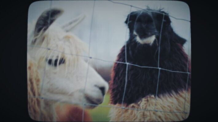 동물 음식 2 밭 키스 사람없음 울타리 수확 흰색 시골 닫기 필름 복고 내추럴 라마 수유 알파카 옛날 MOV 해외동영상 클립영상 컬러 농업 모션 담장 애정표현 동영상 파일형식