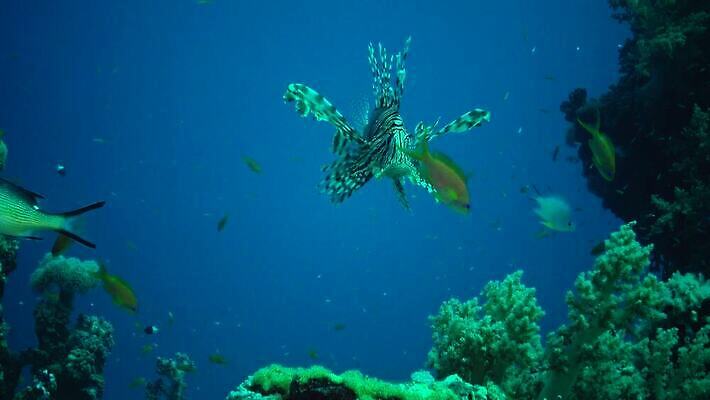 동물 야생동물 바다 컬러 낚시 이집트 어류 사람없음 물 컬러풀 바닷속 수중 수영 수중동물 산호 산호초 다이빙 스쿠버다이빙 소금 낚시꾼 암초 홍해 해파리 깊이 생태학 이국적 4K MP4 해외동영상 클립영상 자연요소 교육 아프리카 레저 수상스포츠 수중식물 자포동물 동영상 수중스포츠 파일형식