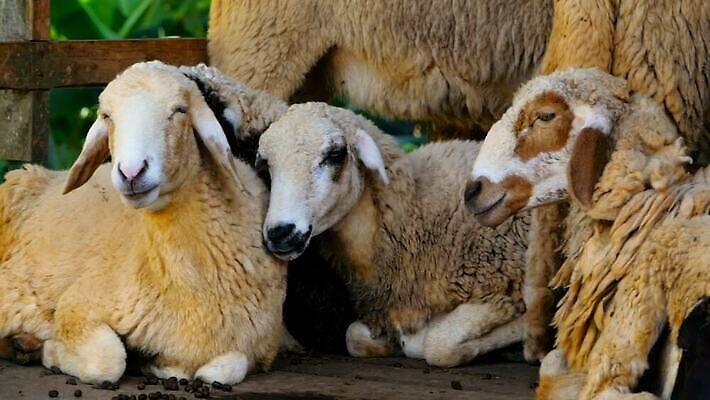동물 응시 밭 농업 포유류 자연 털 초원 사람없음 야외 초록색 여름 농장 농경지 쌓기 환경 맑음 봄 목장 흰색 시골 양 그룹 군중 양고기 내추럴 양모 기르기 밭일 양털 MOV 해외동영상 클립영상 시선 계절 산업 컬러 모션 날씨 육류 사람 직물 생태계 동영상 돌봄 파일형식