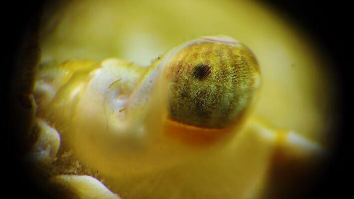 동물 야생동물 바다 과학 절지류 새우 무척추동물 갑각류 사람없음 물 세계 환경 바닷속 수중 게 가재 생태계 생물학 암 동물상 발톱 생태학 4K 수중영상 MP4 해외동영상 클립영상 자연요소 교육 발 조형물 질병 동영상 파일형식