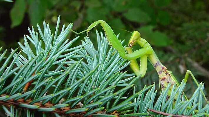 동물 1 유럽 야생동물 곤충 백그라운드 절지류 자연 무척추동물 안테나 사람없음 초록색 기도 벌레 생물학 육식동물 사냥꾼 내추럴 동물상 포식 4K MP4 해외동영상 클립영상 직업 교육 나라 컬러 통신 조형물 생태계 동영상 파일형식