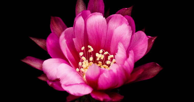 식물 계절 꽃잎 꽃 컬러 꽃다발 꽃무늬 모션 자연 선인장 사람없음 장식 가로 컬러풀 봄 펼침 낭만 성장 신선 오픈 개화 변화 속도 원예 동영상 생존 4K 타임랩스 MOV 해외동영상 클립영상 컨셉 무늬 촬영기법 취미 생태계 파일형식