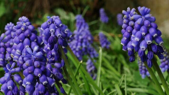 식물 계절 공원 꽃잎 꽃 잎 꽃무늬 자연 포도 사람없음 야외 초록색 파란색 컬러풀 정원 보라색 봄 활발 성장 벚꽃 개화 원예 내추럴 블루벨 히아신스 4K MP4 해외동영상 클립영상 공공시설 컬러 컨셉 무늬 과일 취미 생태계 동영상 파일형식