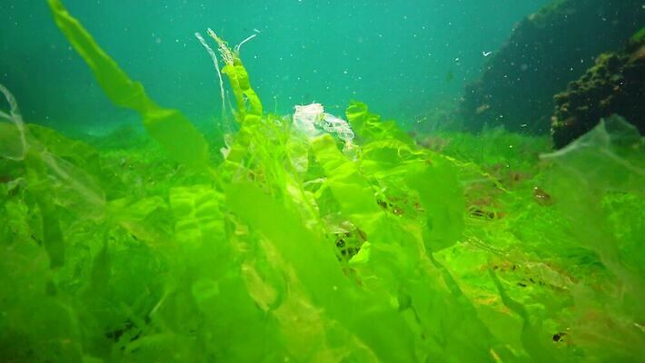 식물 야생동물 바다 자연 사람없음 초록색 환경 바닷속 수중 해조류 생태계 광합성 산화 생태학 소금물 4K 수중영상 MP4 해외동영상 클립영상 동물 교육 컬러 해양식물 동영상 파일형식
