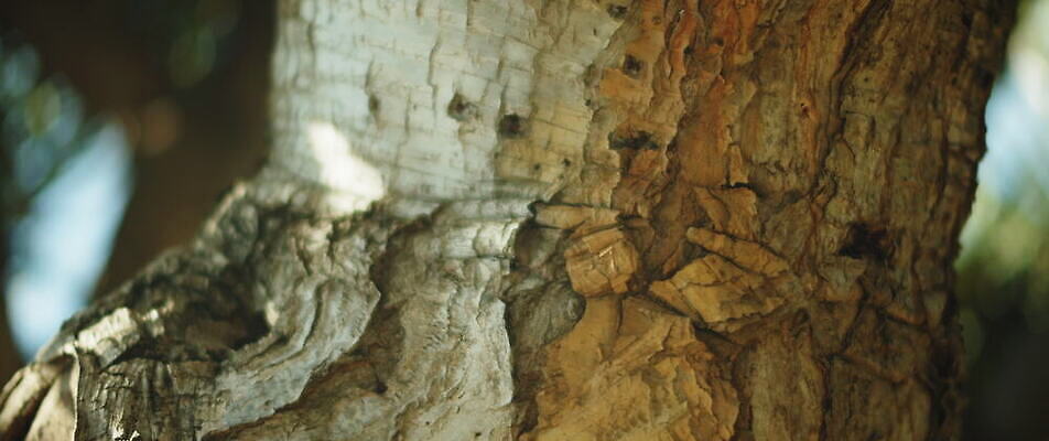 나무 백그라운드 자연 사람없음 야외 흰색 닫기 숲 묘사 질감 보케 부드러움 내추럴 블러효과 옛날 4K MOV 해외동영상 슬로모션 클립영상 식물 컬러 모션 촬영기법 감각 생태계 동영상 블러 파일형식 효과