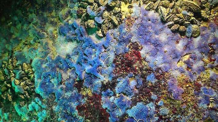 동물 야생동물 바다 자연 무척추동물 사람없음 물 세계 환경 바닷속 수중 파편 지중해 버리기 생태계 생물학 스펀지 내추럴 동물상 생태학 소금물 해병대 4K 수중영상 MP4 해외동영상 클립영상 자연요소 교육 모션 군대 조형물 동영상 파일형식