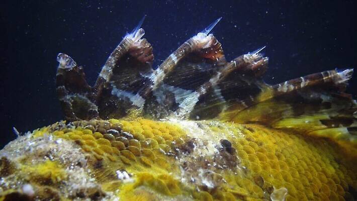 동물 야생동물 바다 자연 어류 사람없음 물 수중 바위 독약 가시 위험 전갈 지중해 다이빙 수족관 변장 스파이크 찌르기 4K MP4 해외동영상 클립영상 자연요소 컨셉 절지류 모션 수영 수중동물 돌_바위 생태계 동영상 수중스포츠 파일형식