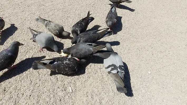 공원 행복 유럽 문화 여행 건축양식 조류 휴가 거리 사랑 사람없음 건물 여행객 정원 궁전 프랑스 바위 도시 그룹 역사 낟알 먹기 심볼 비둘기 천연기념물 프랑스어 랜드마크 수유 파리(프랑스) 4K MP4 해외동영상 클립영상 동물 문자 건축물 공공시설 건축 감정 나라 고건축 모션 사람 돌_바위 동영상 파일형식