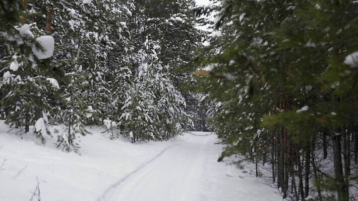 나무 식물 공원 길 조각 백그라운드 겨울 자연 산 풍경 사람없음 야외 목재 초록색 햇빛 환경 정원 가을 흰색 나뭇가지 소나무 숲 12월 알프스 슛 전나무 동영상 보호구역 폭설 가문비나무 카피스페이스 비어있는 MOV 해외동영상 클립영상 계절 공공시설 유럽 컬러 재료 눈_날씨 태양 공백 날짜 자연재해 생태계 구역 파일형식