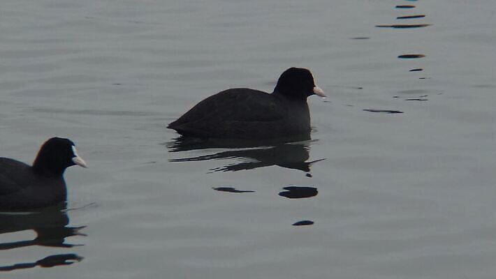 식물 동물 야생동물 바다 날개 자연 갈매기 조류 사람없음 물 수중 흰색 깃털 부리 동물상 청어 4K 수중영상 MP4 해외동영상 클립영상 자연요소 컬러 어류 조형물 생태계 동영상 파일형식