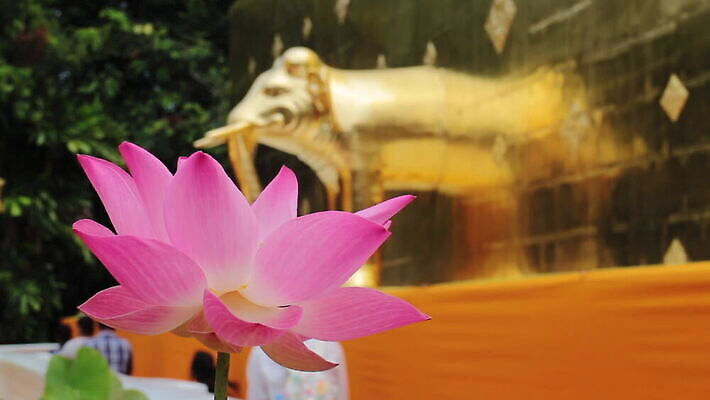 식물 꽃 행복 아시아 종교 잎 태국 휴식 사람없음 야외 아웃포커스 장식 가로 초록색 물 여름 환경 탑 정원 보라색 고요 기쁨 벚꽃 보호 백합 사회이슈 순수 화단 꽃가루 열대기후 이국적 천진난만 존경 MOV 해외동영상 클립영상 자연요소 건축물 계절 감정 나라 컬러 컨셉 촬영기법 가루 동영상 파일형식