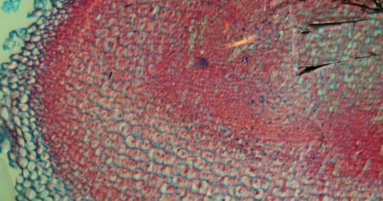 식물 꽃 과학 이동 패턴 세포 사람없음 빨간색 초록색 파란색 시험 성장 조직 확대 뿌리 떠남 지원 4K 현미경관찰 MOV 해외동영상 클립영상 교육 컬러 컨셉 무늬 모션 관찰 동영상 파일형식