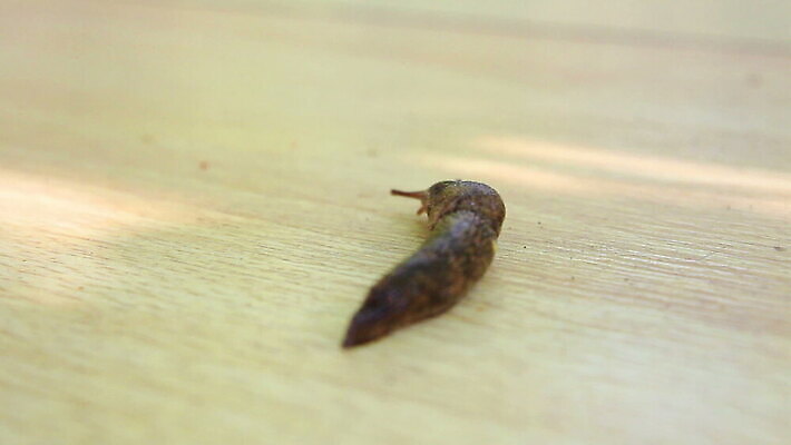 동물 음식 줄기 백그라운드 이동 컨셉 잎 자국 모션 자연 연체동물 주택 뿔 나선형 사람없음 초록색 빛 갈색 머리 정원 프랑스 껍질 잡초 벌레 미끄러짐 작음 먹기 허브 속도 원예 부드러움 덮기 느림 프랑스어 기어가기 고립 민달팽이 양치류 어려움 채식주의자 끈적임 MOV 해외동영상 클립영상 식물 문자 유럽 컬러 곤충 무늬 무척추동물 취미 건물 신체부위 감각 크기 생태계 채식 동영상 파일형식 달팽이_동물