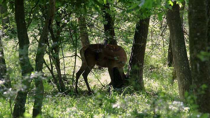 나무 동물 계절 공원 남자 유럽 야생동물 잎 포유류 자연 사슴 생물 뿔 사람없음 야외 목재 빨간색 초록색 갈색 머리 달러 힘 봄 시골 황무지 숲 사냥 사냥꾼 헝가리 내추럴 동물상 삼림지대 반추동물 4K MP4 해외동영상 클립영상 식물 직업 공공시설 나라 컬러 돈 재료 사람 신체부위 조형물 생태계 동영상 동유럽 파일형식