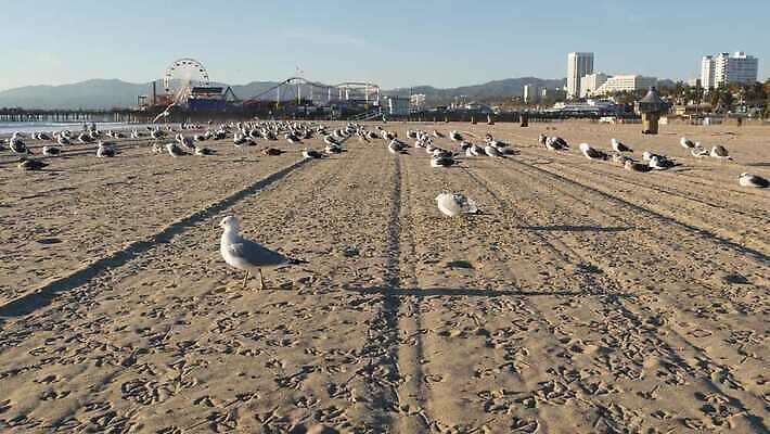 주간 계절 공원 모래 바다 날개 갈매기 조류 휴가 따뜻함 사람없음 여름 햇빛 뷰티 여행객 탑 항구 맑음 미국 바퀴 역사 클래식 손목시계 즐거움 휴양지 캘리포니아 태평양 로스앤젤레스 루트 안전요원 많음 카피스페이스 4K 산타모니카 MP4 해외동영상 클립영상 자연요소 동물 건축물 공공시설 감정 시계 컨셉 북아메리카 장신구 교통시설 날씨 사람 태양 공백 장소 동영상 파일형식
