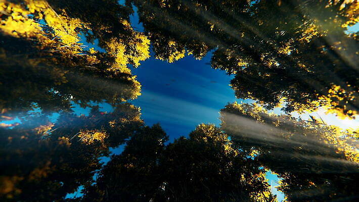 모양 나무 식물 계절 백그라운드 컨셉 단풍 잎 오렌지 자연 하늘 바람 발렌타인데이 사랑 사람없음 야외 빨간색 빛 컬러풀 햇빛 노란색 3D 환경 활발 낭만 하트 숲 9월 심볼 디지털합성 질감 활기 애니메이션 생태학 타임랩스 MOV 해외동영상 클립영상 자연요소 교육 감정 컬러 과일 데이이벤트 날씨 촬영기법 태양 날짜 생태계 동영상 파일형식