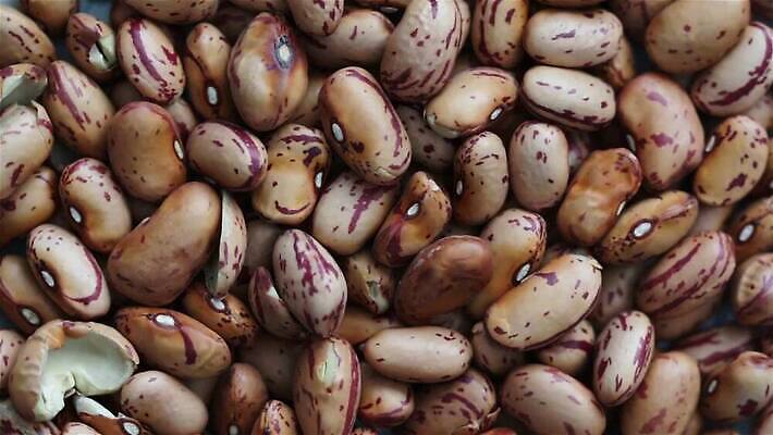 식물 잡화 음식 백그라운드 농업 다이어트 채소 재료 자연 콩 건조 실내 건강 요리 사람없음 빨간색 갈색 수확 흰색 그룹 시장 닫기 유기농 질감 날것 섬유 내추럴 창백 단백질 로마인 식용 채식주의자 크랜베리 많음 비건 MP4 해외동영상 클립영상 웰빙 열매 산업 컬러 컨셉 모션 곡류 인종 내부 직물 생태계 채식 동영상 영양소 파일형식