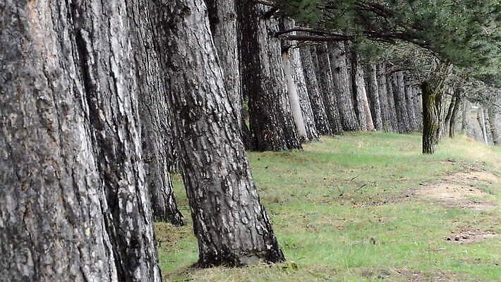 나무 식물 계절 잎 모션 자연 사람없음 목재 빛 컬러풀 환경 성장 황무지 숲 생태계 자연백그라운드 상록수 녹색배경 내추럴 생태학 나무배경 인트로 MOV 해외동영상 클립영상 교육 컬러 백그라운드 재료 초록색 동영상 파일형식