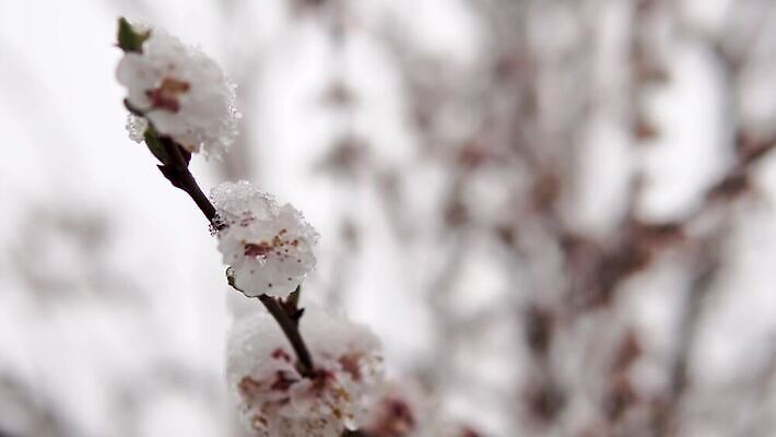 식물 계절 공원 꽃잎 꽃 컬러 백그라운드 잎 겨울 꽃무늬 자연 새로움 사람없음 야외 초록색 빛 노란색 환경 정원 보라색 얼음 봄 추위 성장 벚꽃 흰색 신선 개화 그룹 닫기 묘사 서리 내추럴 땅바닥 헌병 4K MP4 해외동영상 클립영상 자연요소 공공시설 컨셉 무늬 모션 바닥 군인 생태계 동영상 파일형식